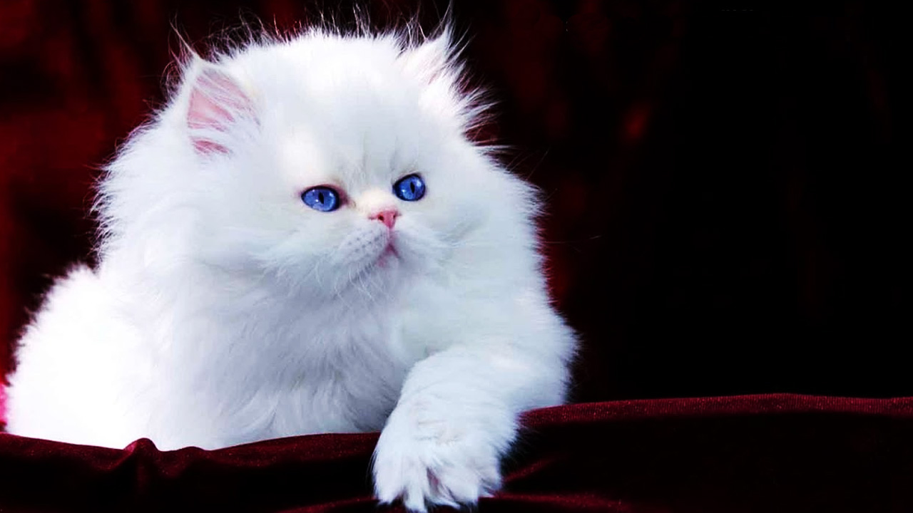 Panduan Lengkap Cara Merawat Kucing Persia untuk Pemula