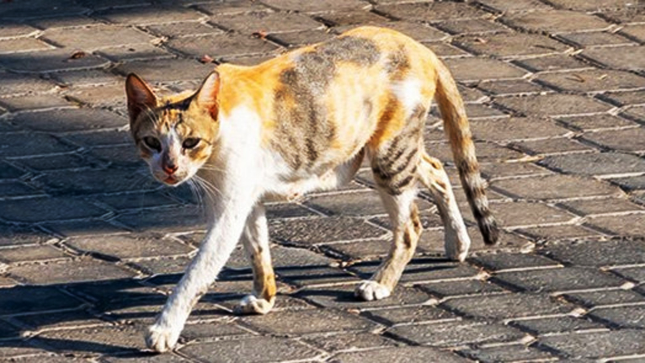 5 Penyebab Kucing Kurus Setelah Melahirkan yang Wajib Diketahui