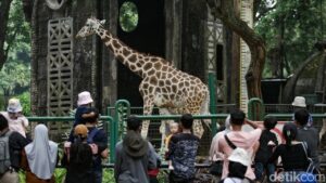 Libur Nataru, Jam Operasional Taman Margasatwa Ragunan Diperpanjang Mulai Pukul 06.00 WIB