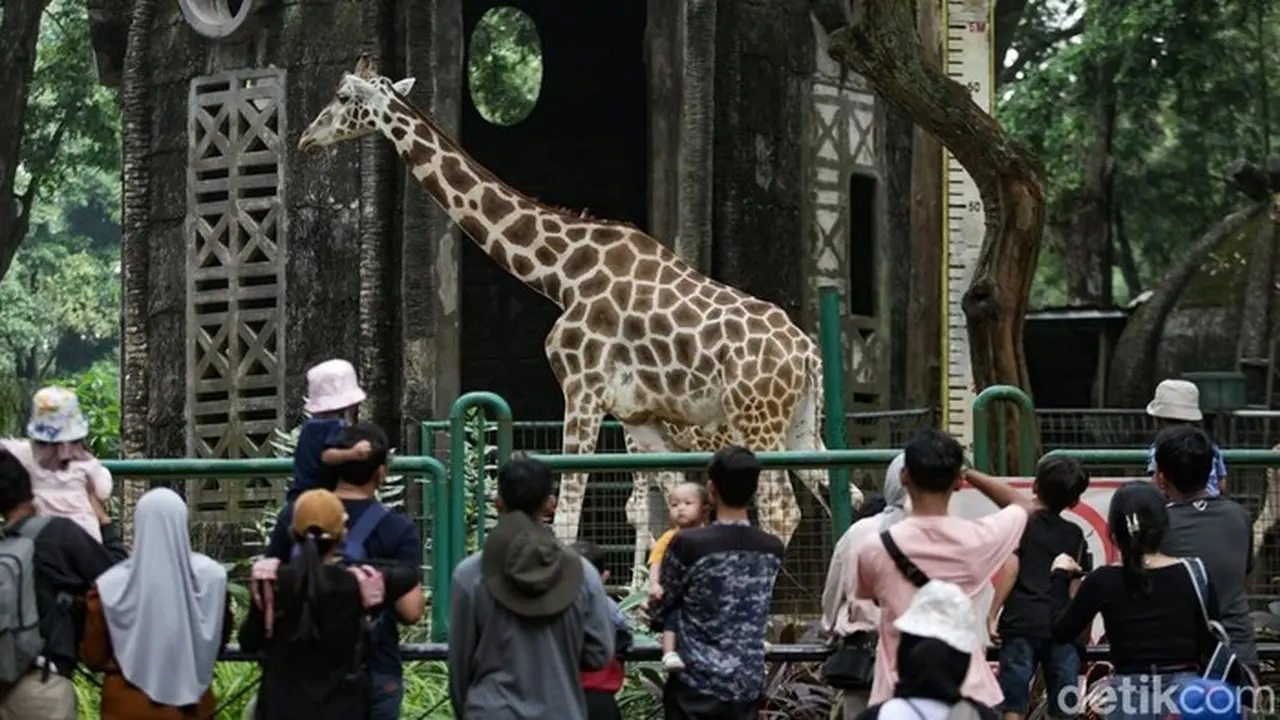 Taman Margasatwa Ragunan Masih Menjadi Wisata Favorit Di Jakarta. (foto: Andhika Prasetia/detikcom)