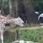 Pengunjung Nekat Keluar Mobil di Area Satwa Taman Safari Bogor Picu Kecaman Publik