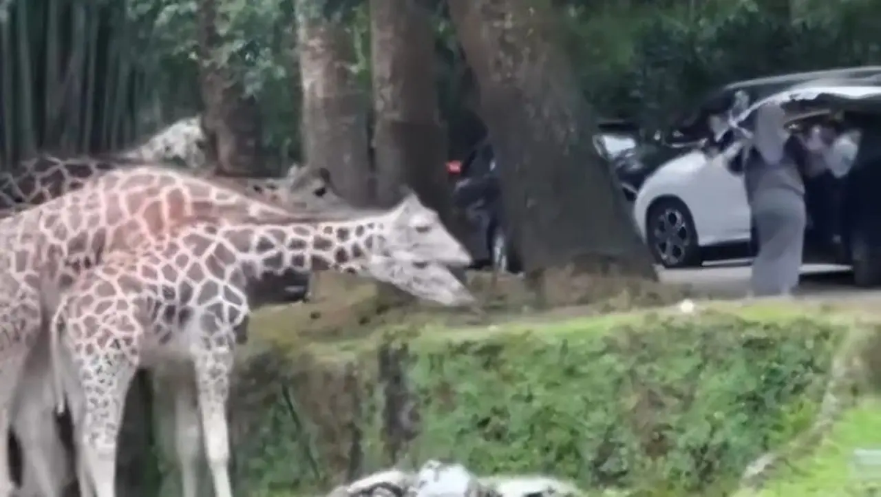 Foto: Rekaman Video Yang Memperlihatkan Pengunjung Wanita Keluar Mobil Di Area Satwa Taman Safari Indonesia (tsi), Puncak, Bogor, Ramai Dikecam Di Media Sosial. (dok Ist)