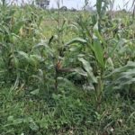 Polisi Tegaskan Lahan Jagung Gibran di Tigaraksa Siap Panen Januari, Bantah Isu Terbengkalai