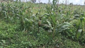 Polisi Tegaskan Lahan Jagung Gibran di Tigaraksa Siap Panen Januari, Bantah Isu Terbengkalai