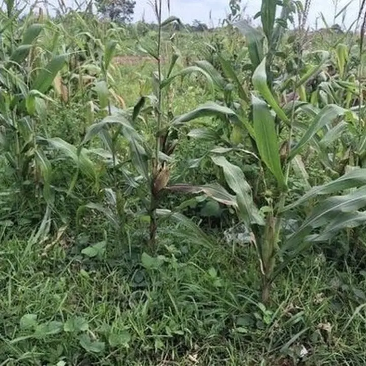 Polisi Tegaskan Lahan Jagung Gibran di Tigaraksa Siap Panen Januari, Bantah Isu Terbengkalai
