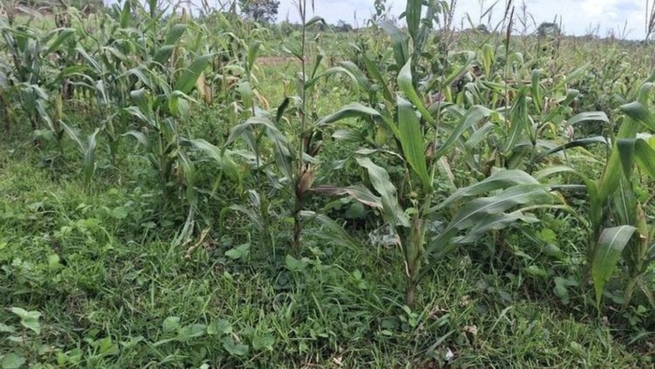 Polisi Tegaskan Lahan Jagung Gibran di Tigaraksa Siap Panen Januari, Bantah Isu Terbengkalai