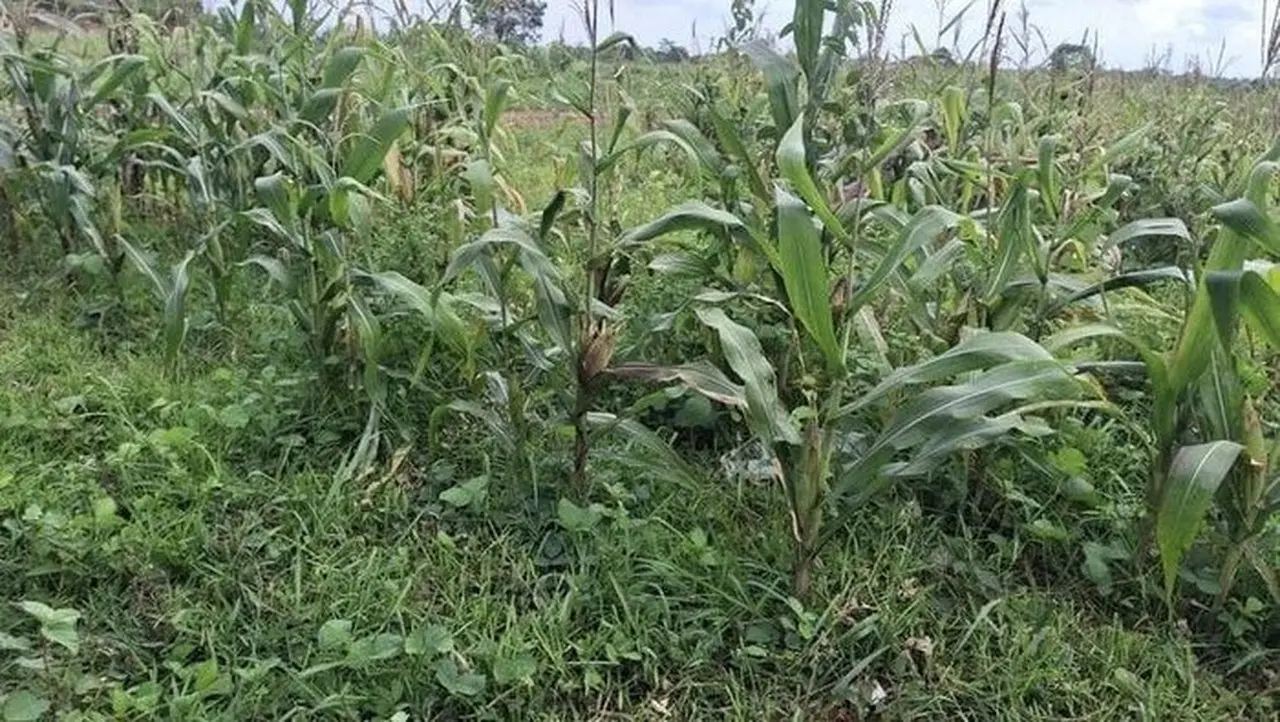 Lahan Jagung Di Tigaraksa (dok. Istimewa)