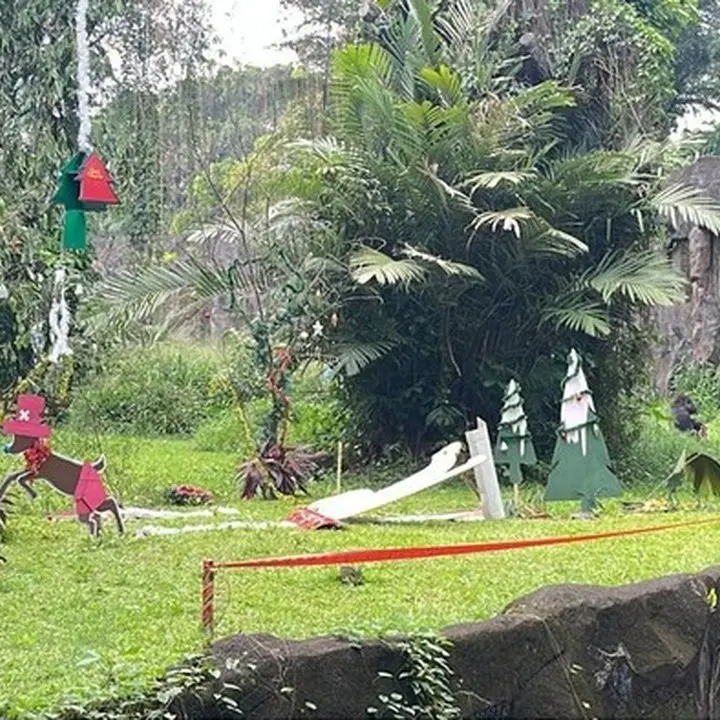Ragunan Sajikan Feeding Gorila Bertema Natal dan Tahun Baru, Target 80 Ribu Pengunjung