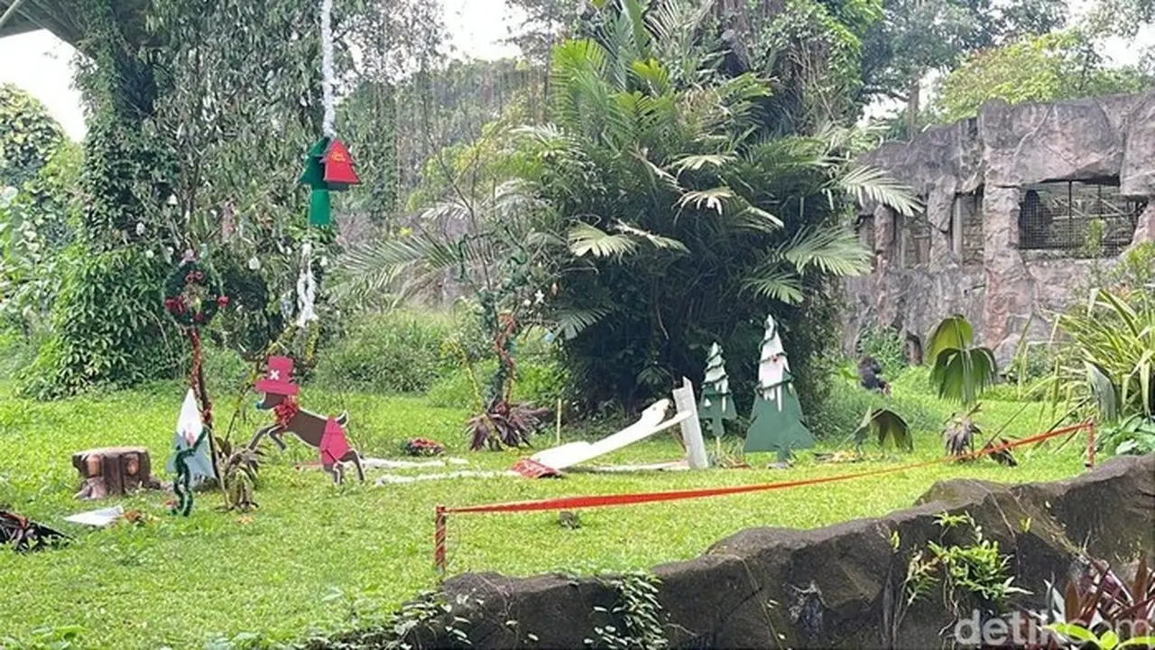 Foto: Feeding Gorila Di Ragunan (anggi/detikcom)