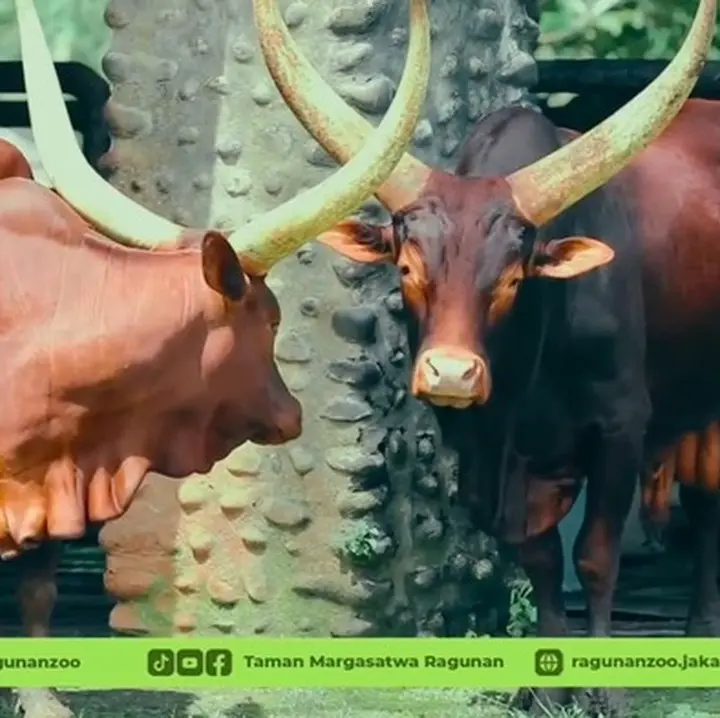 Sambut Tahun Baru 2026, Ragunan Hadirkan Sepasang Sapi Watusi Ikonik dari Afrika