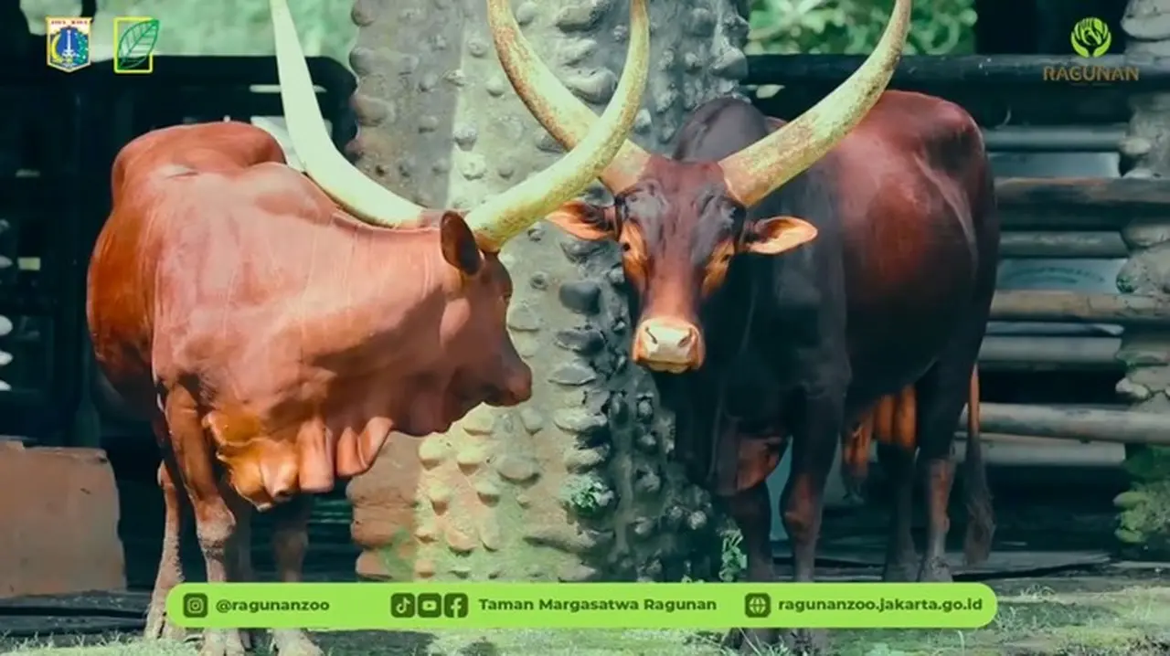 Foto: Tm Ragunan Menghadirkan Satwa Baru Berupa Sepasang Watusi Untuk Menyambut Libur Tahun Baru 2026. Sapi Ikonik Asal Afrika Itu Dikenal Dengan Tanduk Besarnya. (dok Ig @ragunanzoo)