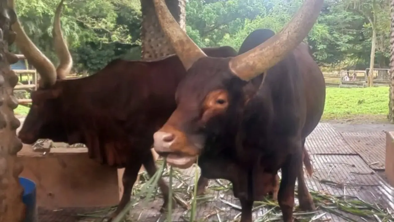 Sepasang Watusi Bernama Yogi Dan Jihan Hasil Barter Di Taman Margasatwa Ragunan. Watusi Adalah Hewan Sapi Ikonik Asal Afrika. (dok. Antara)