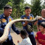 Ular Sanca 3 Meter Gegerkan Saluran Limbah RPA Cileungsi, Damkar Turun Tangan