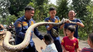Ular Sanca 3 Meter Gegerkan Saluran Limbah RPA Cileungsi, Damkar Turun Tangan