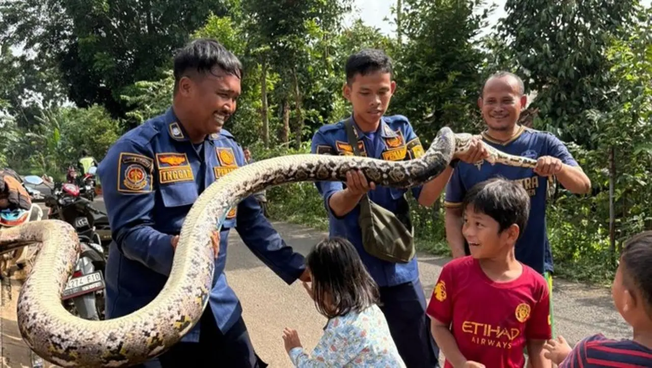 Ular Sanca 3 Meter Muncul Di Saluran Limbah Rpa Cileungsi (foto: Dok. Istimewa)