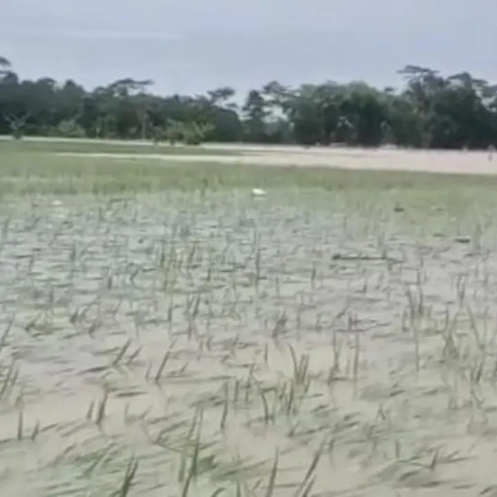 Banjir Landa Pandeglang, 970 Hektare Sawah Terancam Gagal Panen Akibat Cuaca Ekstrem