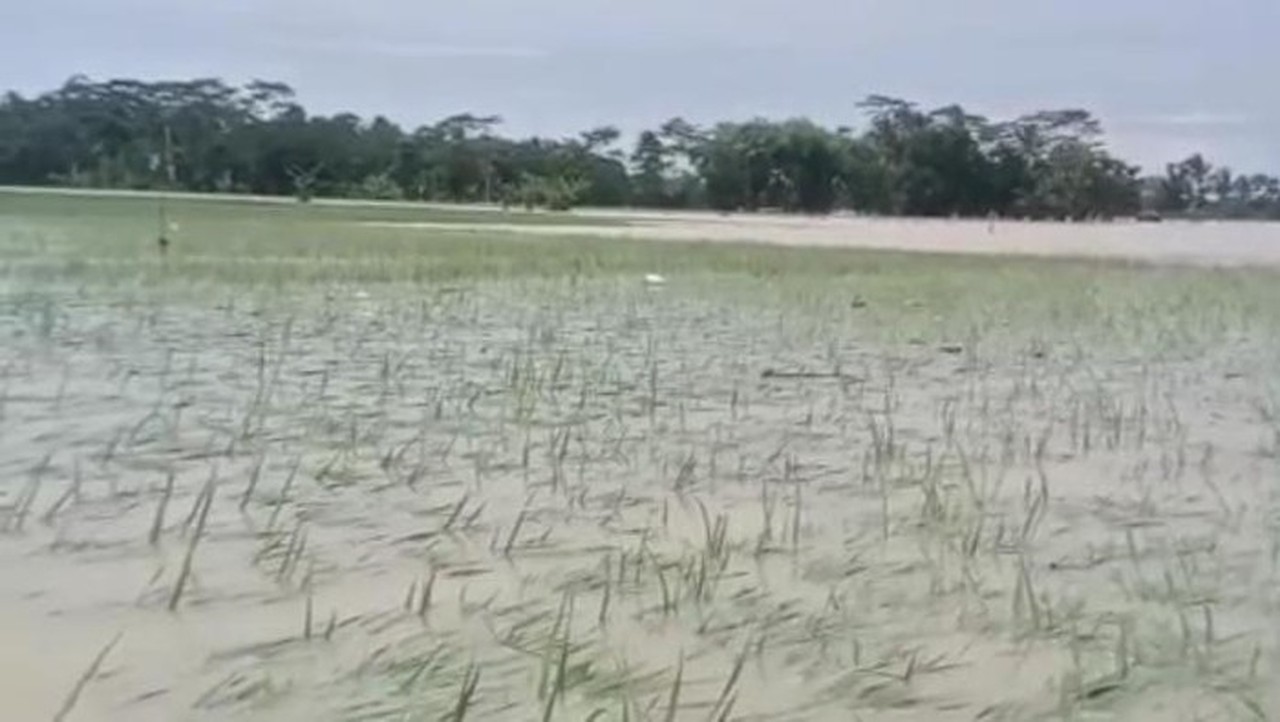 Banjir Landa Pandeglang, 970 Hektare Sawah Terancam Gagal Panen Akibat Cuaca Ekstrem