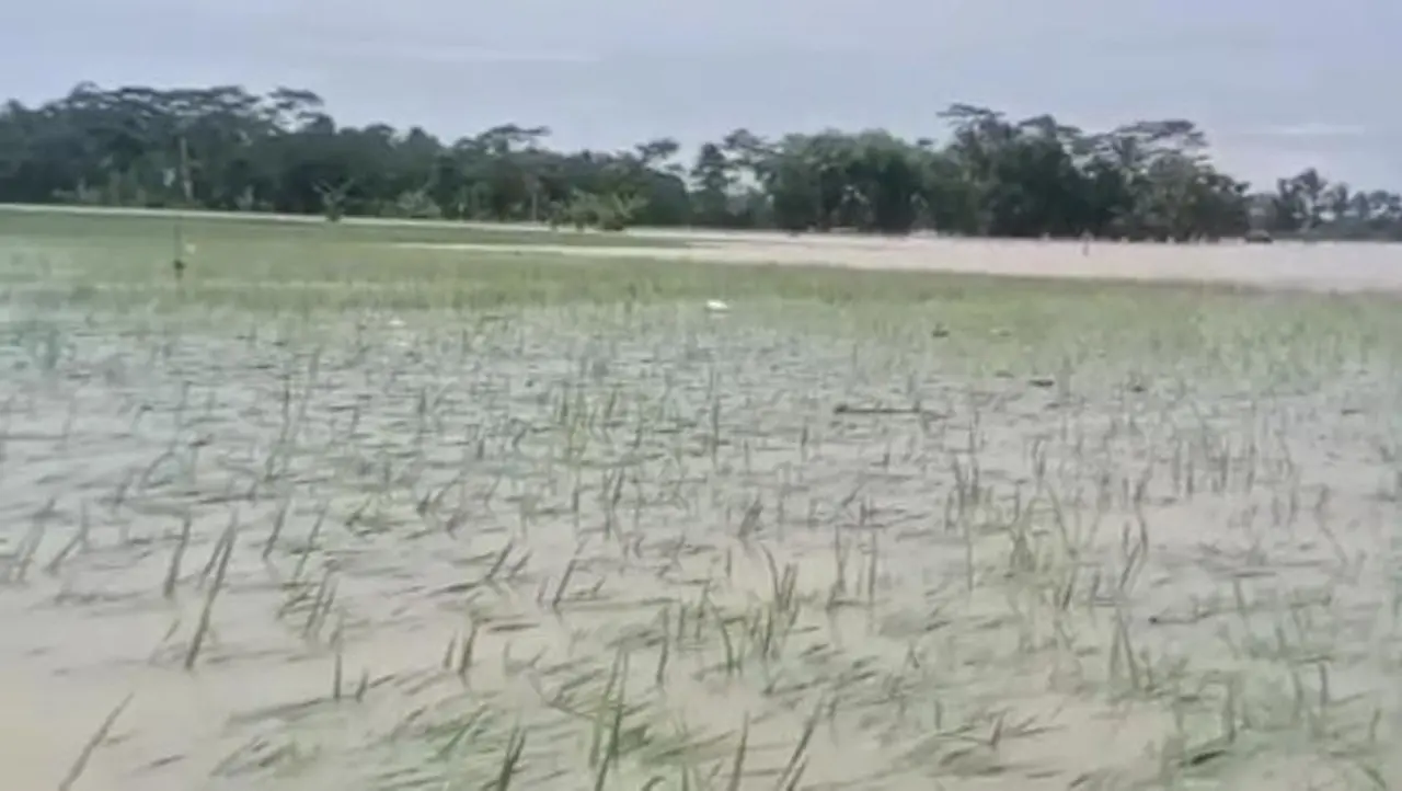 Sawah Milik Petani Di Pandeglang Terendam Banjir. (foto: Dok. Istimewa)