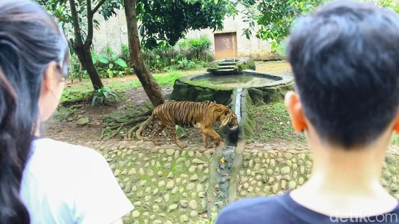 Kondidi Harimau Di Ragunan. (foto: Gilang Faturahman)