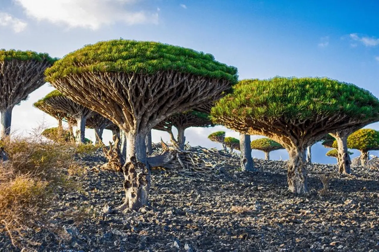 Pulau Socotra (foto: Afp Via Getty Images)