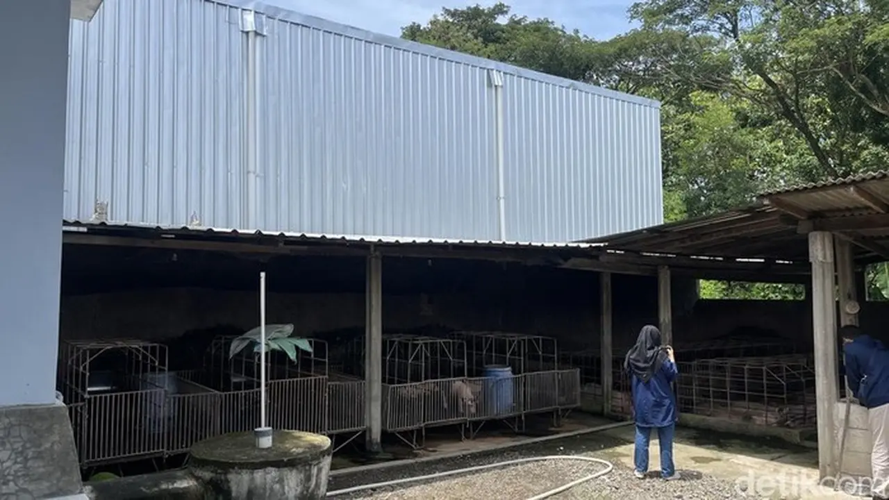 Foto: Dapur Mbg Di Banaran Sragan Berdampingan Dengan Kandang Babi. (tara Wahyu Nv/detikjateng)