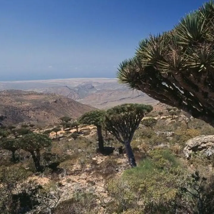 Tiga WNI Terjebak di Socotra Yaman Saat Koalisi Saudi Serang, Kondisi Aman