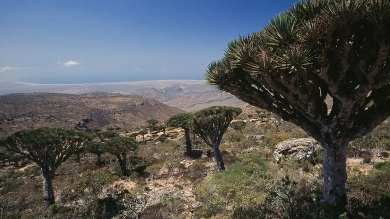 Pulau Socotra, Lokasi Yang Disebut Sebagai Tempat Persembunyian Dajjal (foto: De Agostini Via Getty Images/dea / V. Giannella)