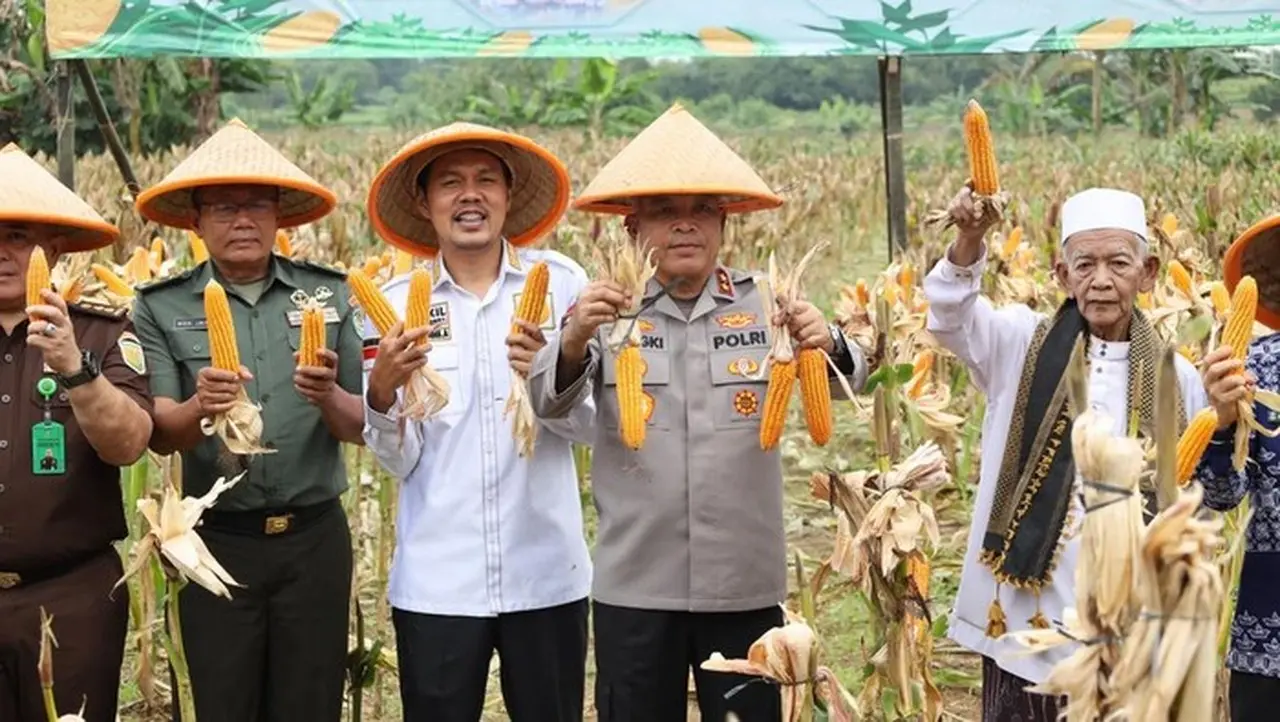 Polda Banten Menggelar Panen Raya Jagung Serentak Kuartal Iv Tahun 2025 (foto: Dok. Istimewa)