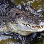 Berani Lawan Buaya, La Rano Selamatkan Diri dari Terkaman di Perairan Buton Tengah