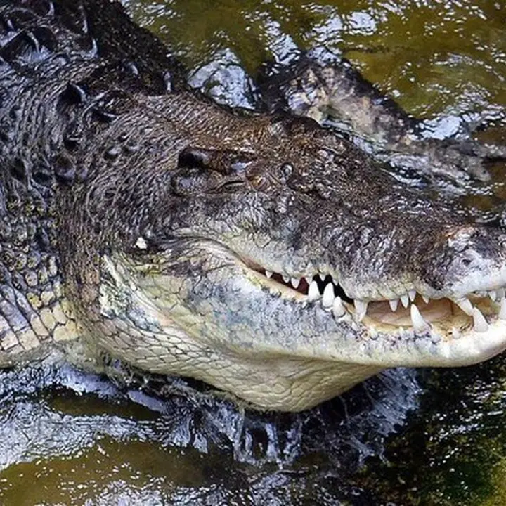 Berani Lawan Buaya, La Rano Selamatkan Diri dari Terkaman di Perairan Buton Tengah