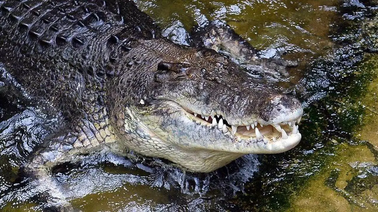 Buaya (foto: Saeed Khan/afp/file)