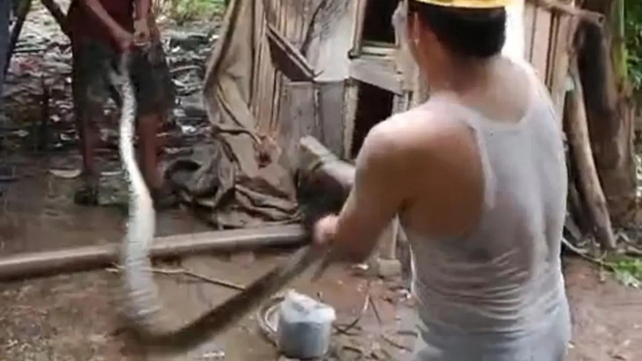 Ular Sepanjang 5 Meter Ditemukan Warga Lebak (dok.istimewa).