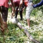 Ular Piton 7 Meter Tebas Empat Kambing Warga Buton, Langsung Dibunuh