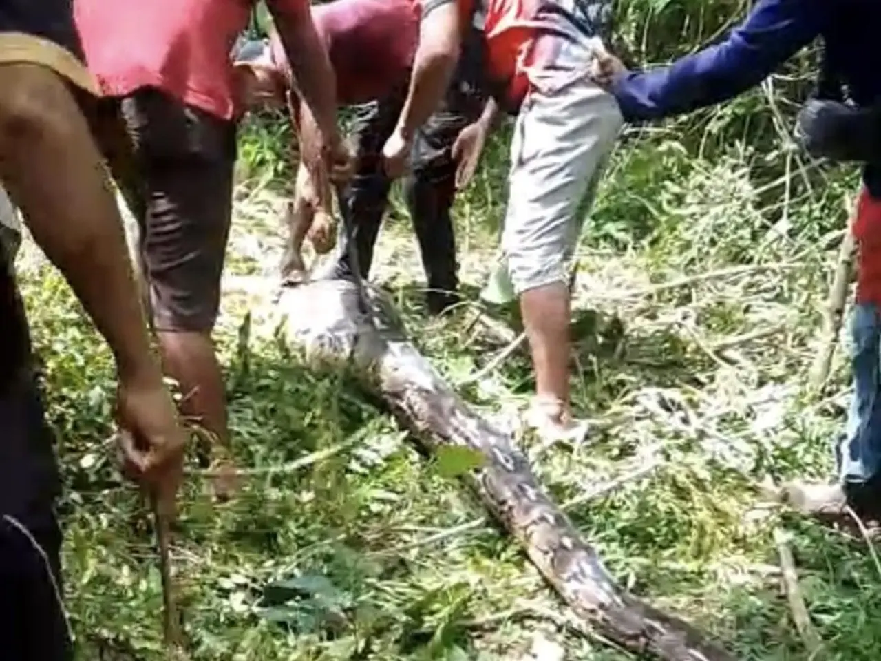 Foto: Warga Di Buton Membunuh Ular Piton Berukuran 7 Meter Usai Menerkam 4 Kambing. (dok. Istimewa)
