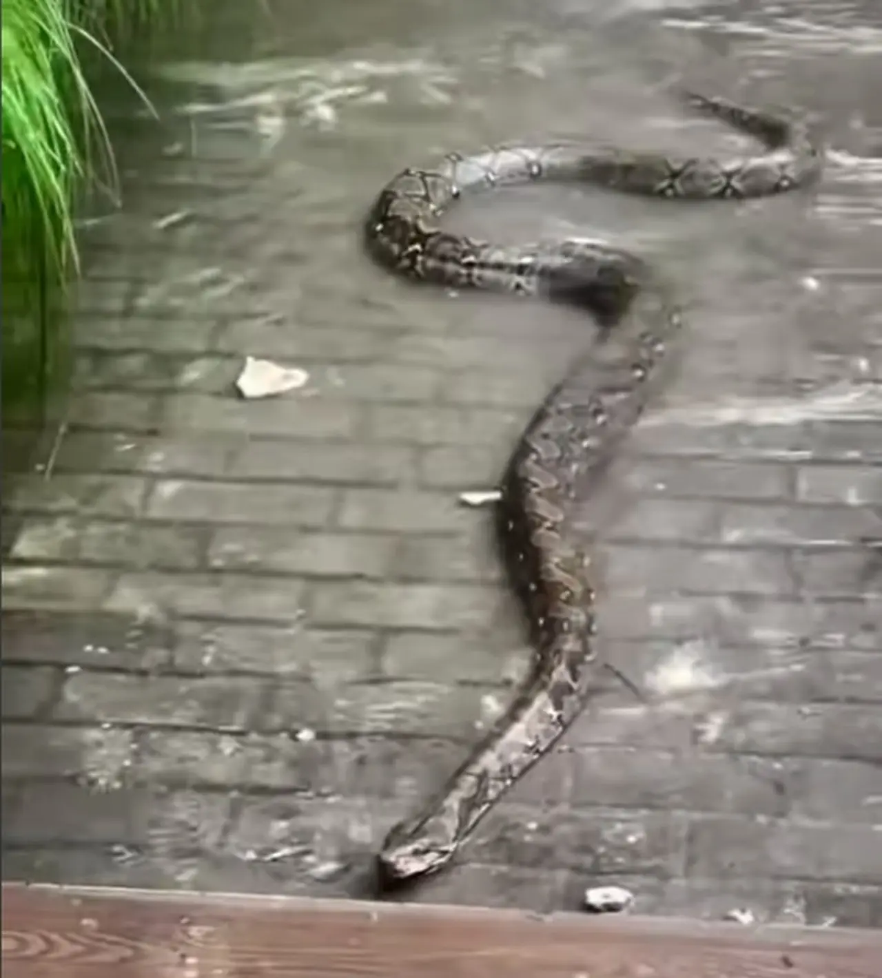 Momen Menegangkan Terjadi Di Sunter, Tanjung Priok, Jakut, Pagi Tadi. Seekor Ular Besar Keluar Dari Sarangnya Saat Terjadi Banjir Usai Hujan Deras. (dok. Damkar Ju)