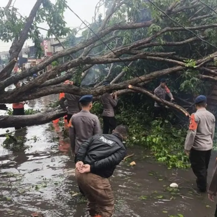 Angin Kencang di Priok Sebabkan Pohon Tumbang, Brimob Polda Metro Turun Evakuasi