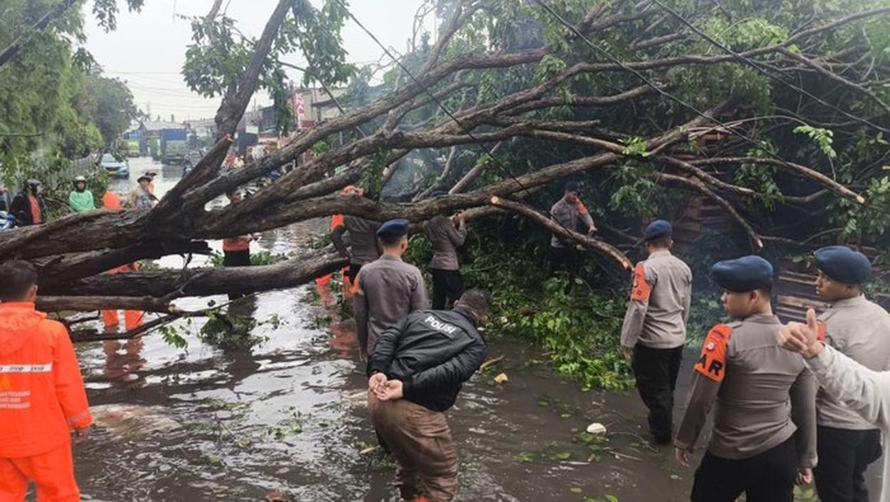 Angin Kencang di Priok Sebabkan Pohon Tumbang, Brimob Polda Metro Turun Evakuasi