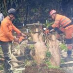 Dua Pohon Tumbang di Bogor Timpa Makam dan Tutup Jalan, Evakuasi Tuntas