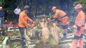 Dua Pohon Tumbang di Bogor Timpa Makam dan Tutup Jalan, Evakuasi Tuntas