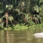 Kemunculan Hewan Mirip Lumba-lumba Putih di Perairan Asahan Gemparkan Warga