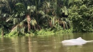 Kemunculan Hewan Mirip Lumba-lumba Putih di Perairan Asahan Gemparkan Warga