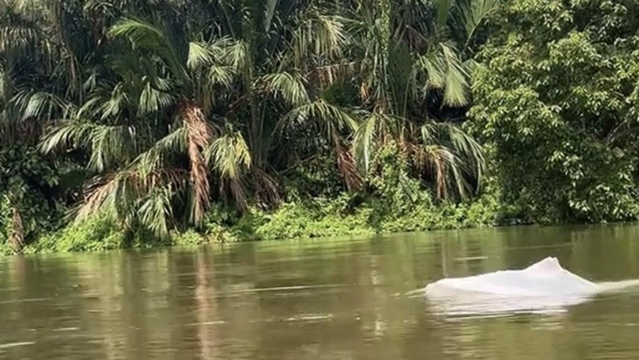 Kemunculan Hewan Mirip Lumba-lumba Putih di Perairan Asahan Gemparkan Warga Kemunculan Hewan Mirip Lumba-lumba Putih di Perairan Asahan Gemparkan Warga