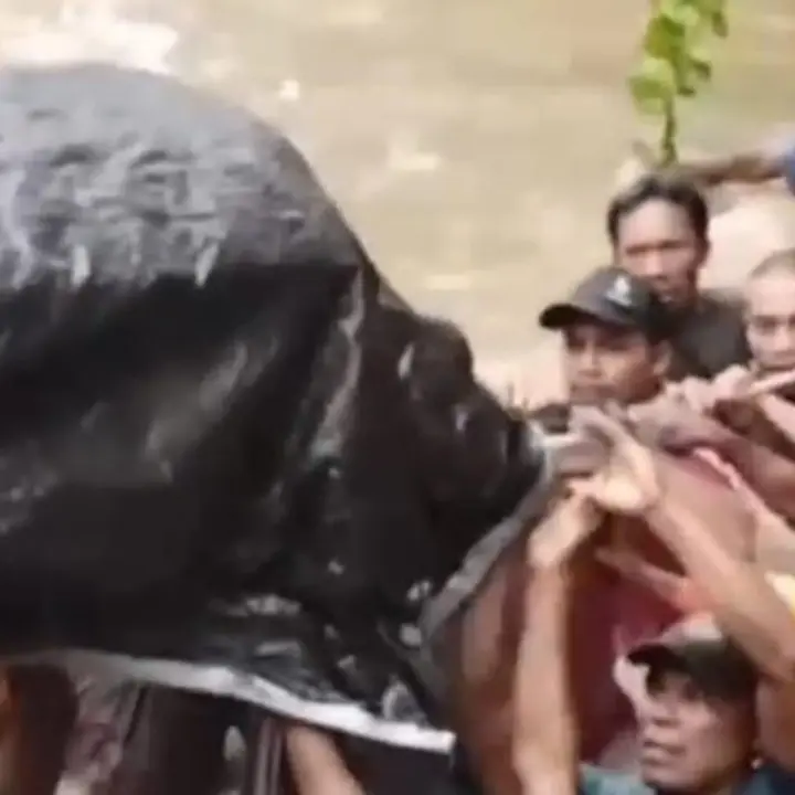 Jembatan Ambruk, Warga Halmahera Utara Terpaksa Gotong Jenazah Lewati Sungai Berarus Deras