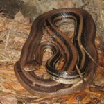 Ular Sapi Jatuh dari Plafon Rumah, Warga Pinang Ranti Panik Heboh