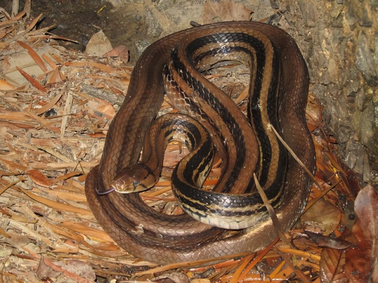 Ular Sapi Jatuh dari Plafon Rumah, Warga Pinang Ranti Panik Heboh