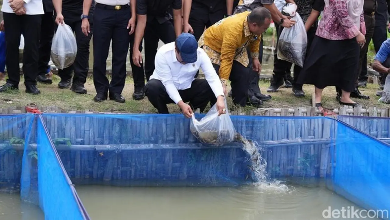 Menteri Imipas Agus Andrianto Panen Ikan Nila Hingga Lepas Bibit Lele Di Lapas Cirebon (foto: Audrey Santoso/detikcom)