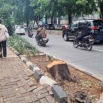 Pohon di Kebayoran Lama Ditebang Oknum ASN, Sisa Batang Masih Terlihat