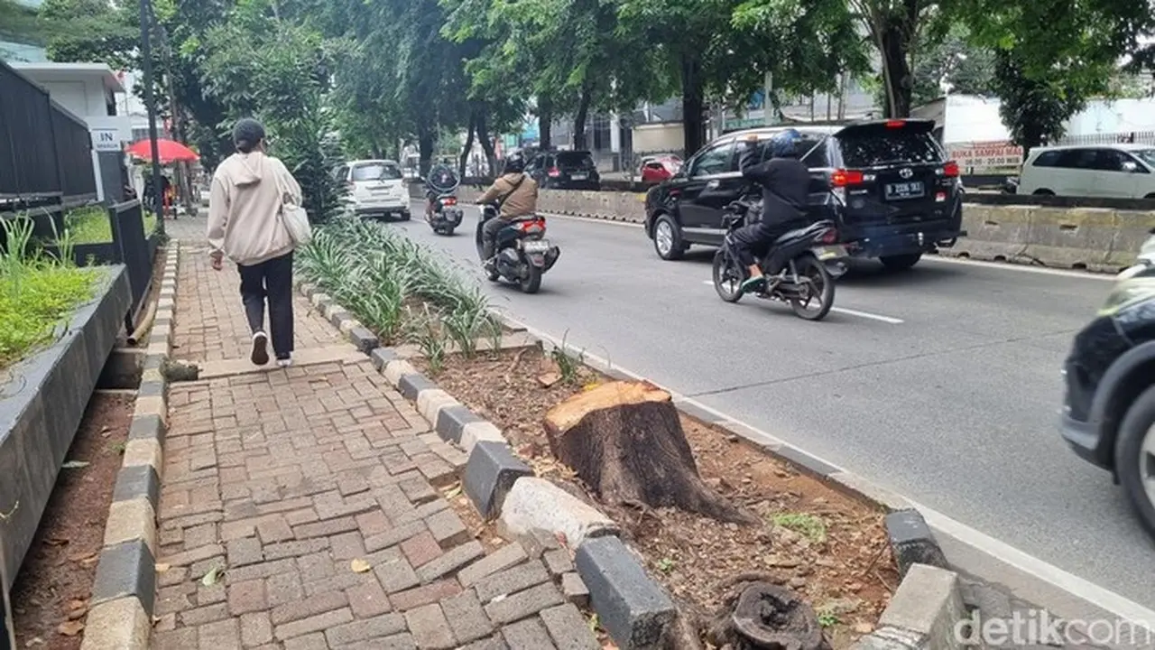 Foto: Pohon Di Kebayoran Lama, Jakarta Selatan Ditebang Secara Ilegal Oleh Oknum Aparatur Sipil Negara (asn). Bekas Penabangan Pohon Itu Masih Terlihat Di Lokasi. (taufiq/detikcom)