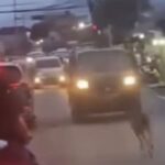 Rusa Liar Gegerkan Jalan Raya Bogor, Evakuasi Petugas Damkar Gagal