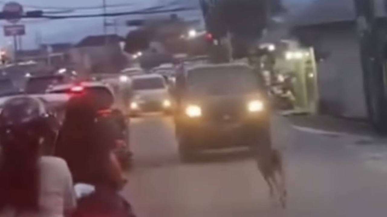 Rusa Liar Gegerkan Jalan Raya Bogor, Evakuasi Petugas Damkar Gagal